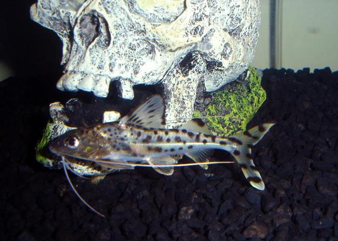 freshwater fish - synodontis eupterus - synodontis eupterus catfish stocking in 29 gallons tank - one of my catfish
