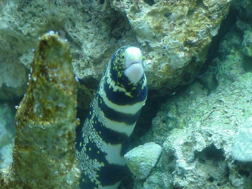 Rated #31: Saltwater Fish - Echidna Nebulosa - Snowflake Eel Stocking In 55 Gallons Tank - a real good pic of my buddy