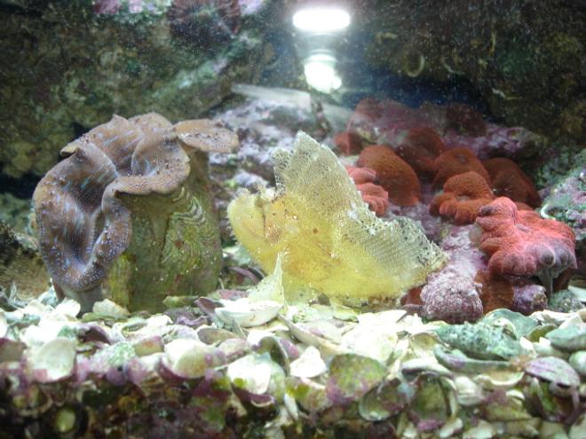 corals inverts - tridacna crocea - crocea clam stocking in 55 gallons tank - scorpian fish with a clam