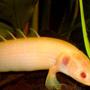 freshwater fish - polypterus senegalus - cuvier bichir stocking in 80 gallons tank - Albino Bichir