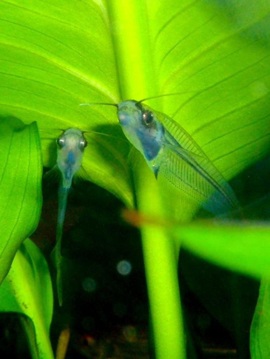 freshwater fish - kryptopterus bicirrhis - ghost glass cat stocking in 80 gallons tank - Ghost Catfish