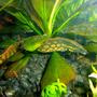 freshwater fish - mastacembelus armatus - tire track eel stocking in 80 gallons tank - Tire Track Eel