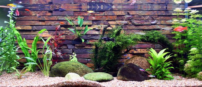 Rated #106: 50 Gallons Planted Tank - Heres my tank it hasn't been going long but I like it so far.
Backing is done with slate tiles from the hardware shop.  I siliconed them inside the tank.  After a year they dont look as nice anymore as they are covered in algae, but still quite nice.  Baby fish like to hide in the cracks and survive quite well.  New platys are always turning up.