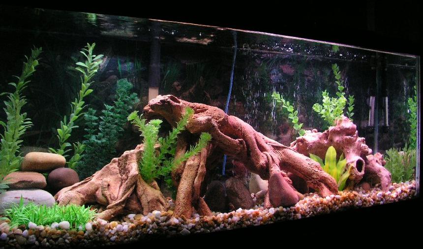 Rated #19: 55 Gallons Freshwater Fish Tank - This is my recent tank for a tropical community built around gouramis.