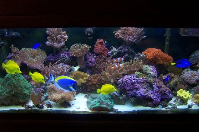 75 gallons reef tank (mostly live coral and fish) - 75 gallon new background