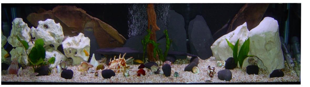 33 gallons freshwater fish tank (mostly fish and non-living decorations) - new tang tank 33 long