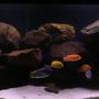 100 gallons freshwater fish tank (mostly fish and non-living decorations) - My 100g Dream Cichlid Tank