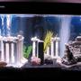 75 gallons freshwater fish tank (mostly fish and non-living decorations) - My Atlantis