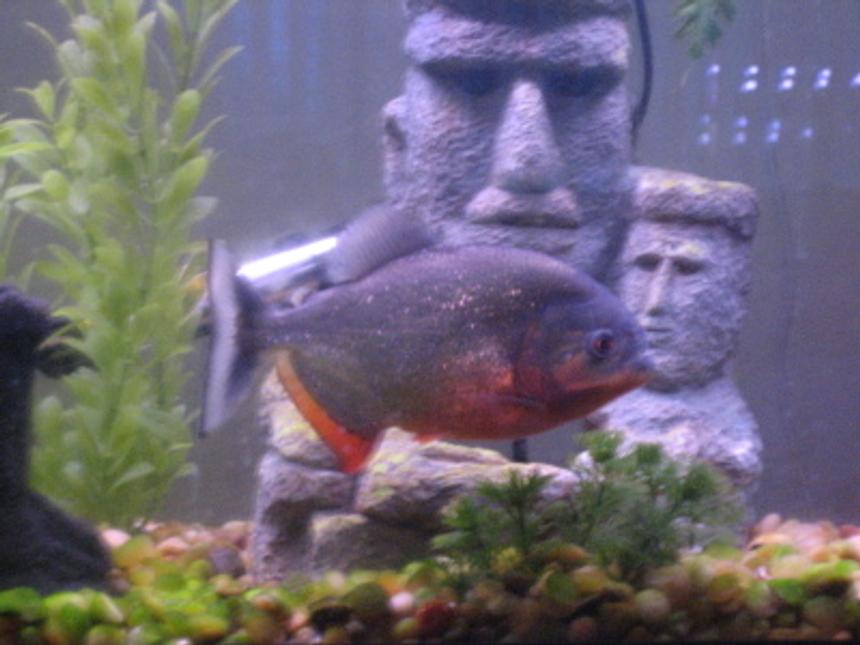 Rated #120: Freshwater Fish - Pygocentrus Nattereri - Red Bellied Piranha Stocking In 55 Gallons Tank - 8"  3 year old piranha "Fluffy" - 55 gallon tank 3/02/06