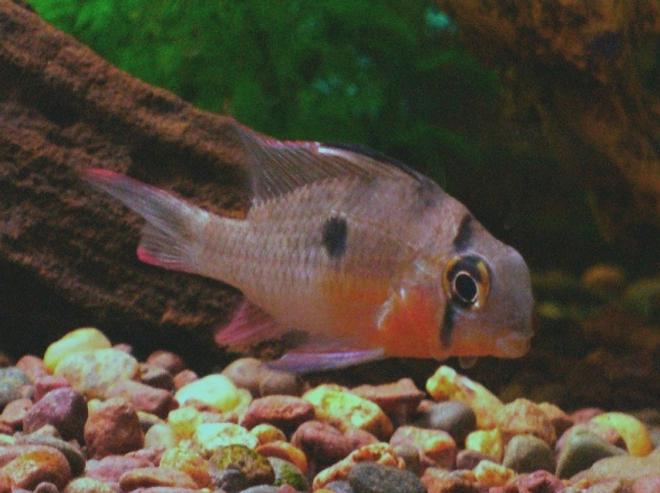 freshwater fish - microgeophagus altispinosa - bolivian ram stocking in 30 gallons tank - Bolivan Ram