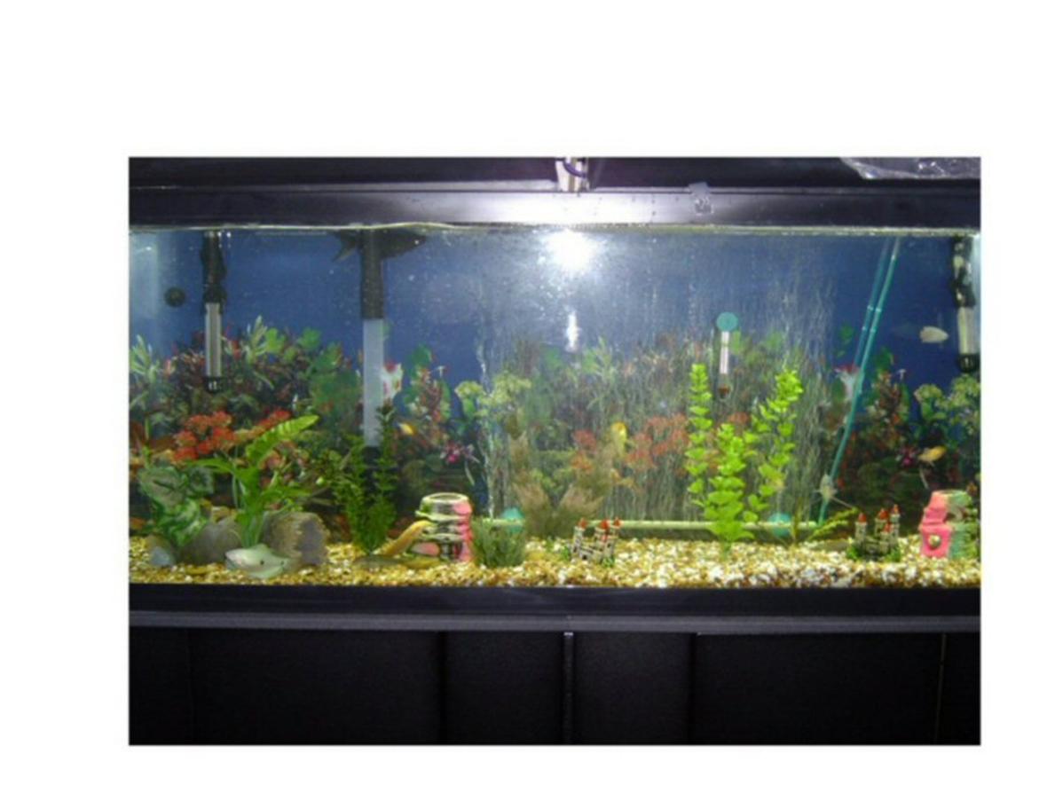 55 gallons freshwater fish tank (mostly fish and non-living decorations) - 55 gal fresh water