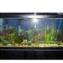 55 gallons freshwater fish tank (mostly fish and non-living decorations) - 55 gal fresh water