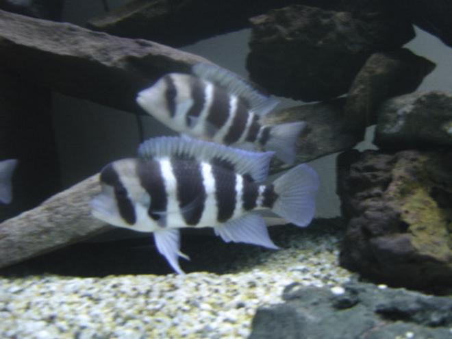 freshwater fish - cyphotilapia frontosa - frontosa cichlid stocking in 225 gallons tank - My 6 Foot Aquarium
Very Large Self Cured Rocks  (Easy)
Fontosa's (My Favourite)