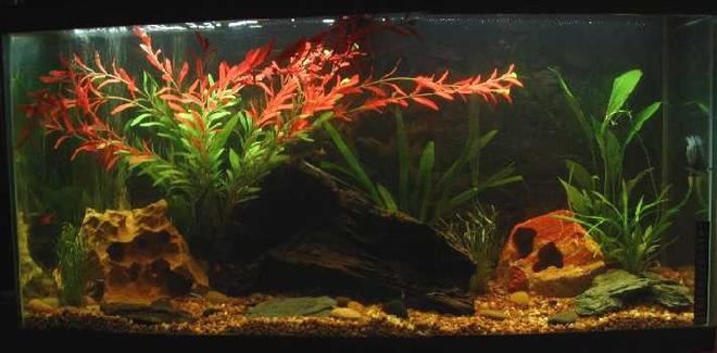 30 gallons freshwater fish tank (mostly fish and non-living decorations) - 30g Freshwater tank.