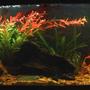 30 gallons freshwater fish tank (mostly fish and non-living decorations) - 30g Freshwater tank.