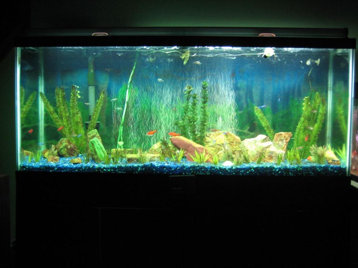 55 gallons freshwater fish tank (mostly fish and non-living decorations) - My 55 gallon freshwater running on a budget.