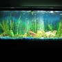 55 gallons freshwater fish tank (mostly fish and non-living decorations) - My 55 gallon freshwater running on a budget.