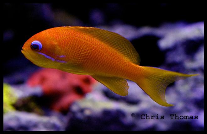 saltwater fish - pseudanthias pictilis - pictilis anthias stocking in 75 gallons tank - Blue-Eyed Anthias