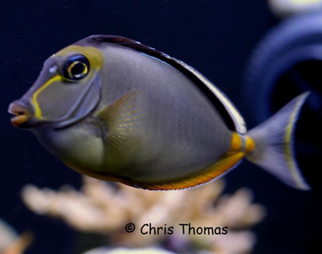 saltwater fish - naso lituratus - naso tang stocking in 75 gallons tank - Naso Tang