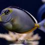 saltwater fish - naso lituratus - naso tang stocking in 75 gallons tank - Naso Tang