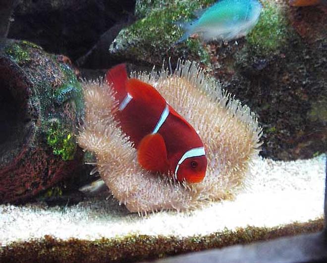 saltwater fish - premnas biaculeatus - maroon clownfish stocking in 67 gallons tank - Maroon Clownfish