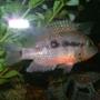 freshwater fish - thorichthys meeki - firemouth cichlid stocking in 29 gallons tank - picture of my male firemouth