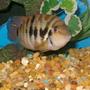 freshwater fish - archocentrus nigrofasciatus - black convict cichlid stocking in 20 gallons tank - "jack" - my new convict cichlid. 20 gallon tall.