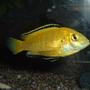 freshwater fish - labidochromis caeruleus - electric yellow cichlid stocking in 100 gallons tank - Yellow Lab (Dominant male)