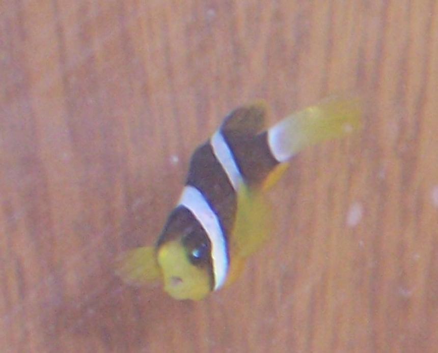 Rated #64: Saltwater Fish - Amphiprion Clarkii - Clarkii Clownfish Stocking In 10 Gallons Tank - Clarkii clown