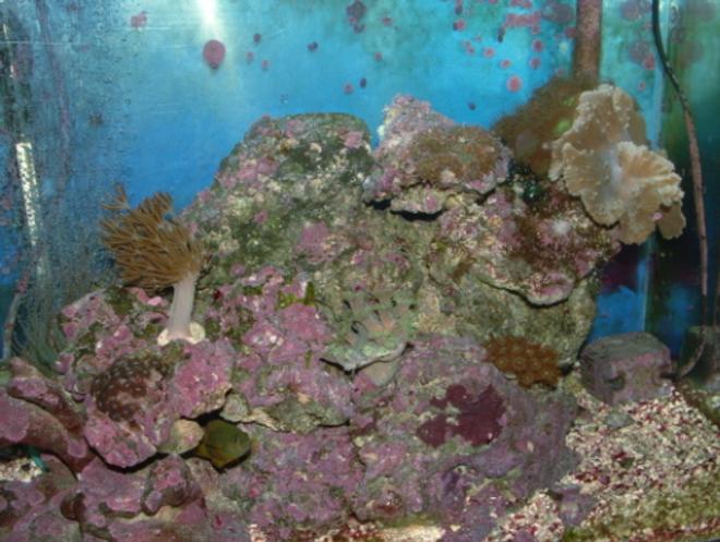 20 gallons reef tank (mostly live coral and fish) - out of a doz. pics this is the best one