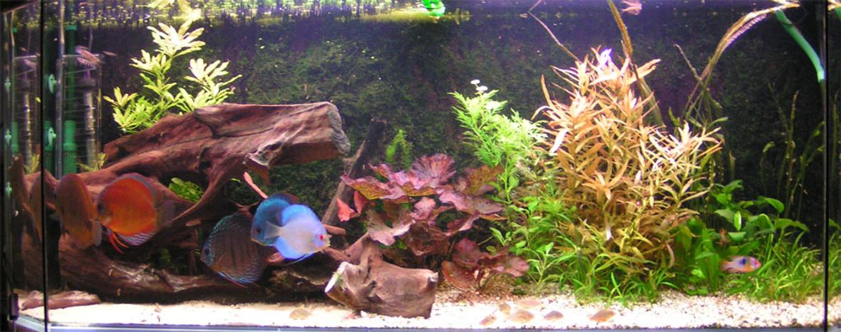 120 gallons planted tank (mostly live plants and fish) - Discus tank, 2 adult and 6 medium size discusfish.