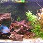 120 gallons planted tank (mostly live plants and fish) - Discus tank, 2 adult and 6 medium size discusfish.
