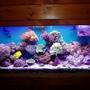 55 gallons reef tank (mostly live coral and fish) - Full shot, survived Katrina and other hurricanes!