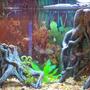 30 gallons freshwater fish tank (mostly fish and non-living decorations) - this is my 30 gallon tank its alittle blurry but you get just of it. ill upload one of my 10 gallon soon