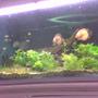 65 gallons planted tank (mostly live plants and fish) - ...