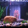 29 gallons freshwater fish tank (mostly fish and non-living decorations) - This is my tank, i recently changed the rocks to these larger polished river rocks. This picture was taken a few days ago before I added my gourami's