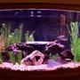 46 gallons freshwater fish tank (mostly fish and non-living decorations) - here it is!