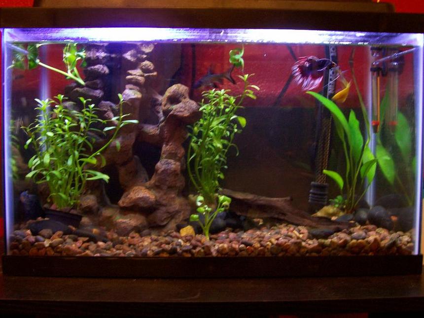 Rated #153: 30 Gallons Freshwater Fish Tank - this is my 10 gall. I have 1yellow 1blue and 1pearl gorami
1 betta and a bala shark ( thats just a fancy name for a minnow) sounds good though. also 2 small unknown algea aeters. its a 10x10.5x20 10gal  tank with a TOPFIN 10 filter and 50 watt heater with 5050 florecent light wich gives it a nice glow