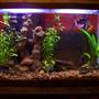30 gallons freshwater fish tank (mostly fish and non-living decorations) - this is my 10 gall. I have 1yellow 1blue and 1pearl gorami 1 betta and a bala shark ( thats just a fancy name for a minnow) sounds good though. also 2 small unknown algea aeters. its a 10x10.5x20 10gal tank with a TOPFIN 10 filter and 50 watt heater with 5050 florecent light wich gives it a nice glow