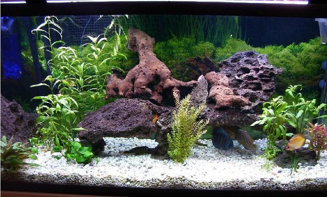 100 gallons planted tank (mostly live plants and fish) - 100g planted discus tank