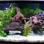 100 gallons planted tank (mostly live plants and fish) - 100g planted discus tank
