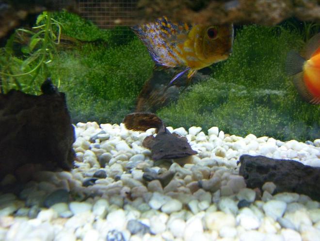 freshwater fish - pervagor spilosoma - fantail orange filefish stocking in 100 gallons tank - Chaca Chaca Catfish