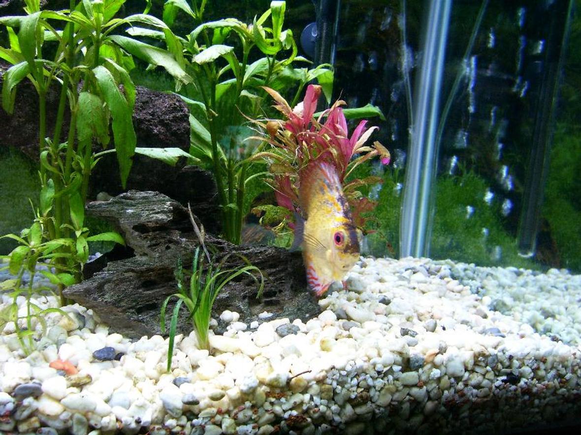 freshwater fish - symphysodon spp. - pigeon blood discus stocking in 100 gallons tank - Pigeon Blood Discus