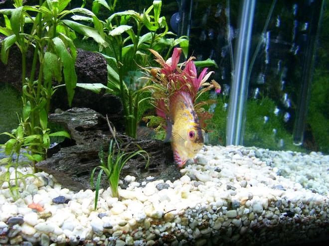 freshwater fish - symphysodon spp. - pigeon blood discus stocking in 100 gallons tank - Pigeon Blood Discus