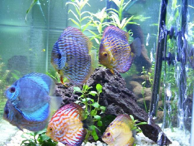 freshwater fish - symphysodon spp. - neon blue discus stocking in 100 gallons tank - All of my discus