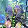 freshwater fish - symphysodon spp. - neon blue discus stocking in 100 gallons tank - All of my discus
