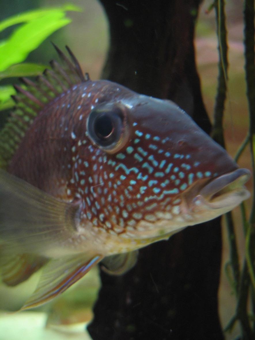 Rated #28: Freshwater Fish - Gymnogeophagus Surinamensis - Surinamen Geophagus Stocking In 40 Gallons Tank - this is typical of my fish - heading fora single species tank of geophagus.