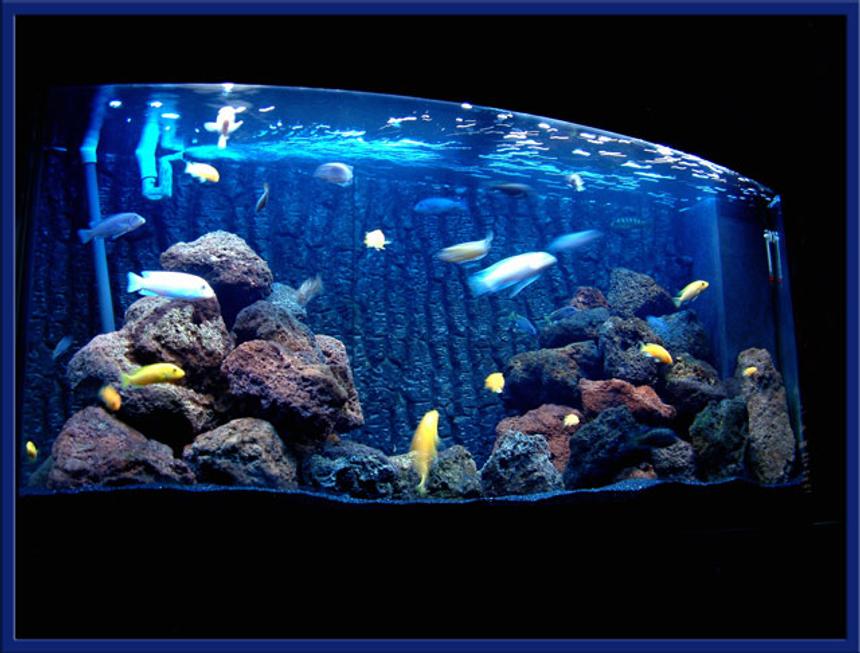 Rated #578: 64 Gallons Freshwater Fish Tank - 64G/240L Malawi Mbuna Tank established April 2005
Mix of Ps Acei, Ps Crabro, M. Callianos,OB Trevawasae, Lab caeuruleus, May.Estherae,Syno Multi's.