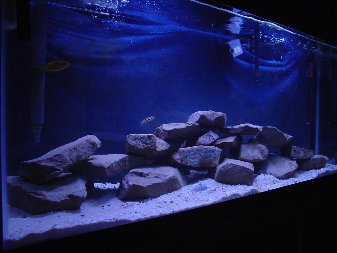 55 gallons freshwater fish tank (mostly fish and non-living decorations) - 55 gallon african cichlid tank