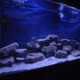 55 gallons freshwater fish tank (mostly fish and non-living decorations) - 55 gallon african cichlid tank